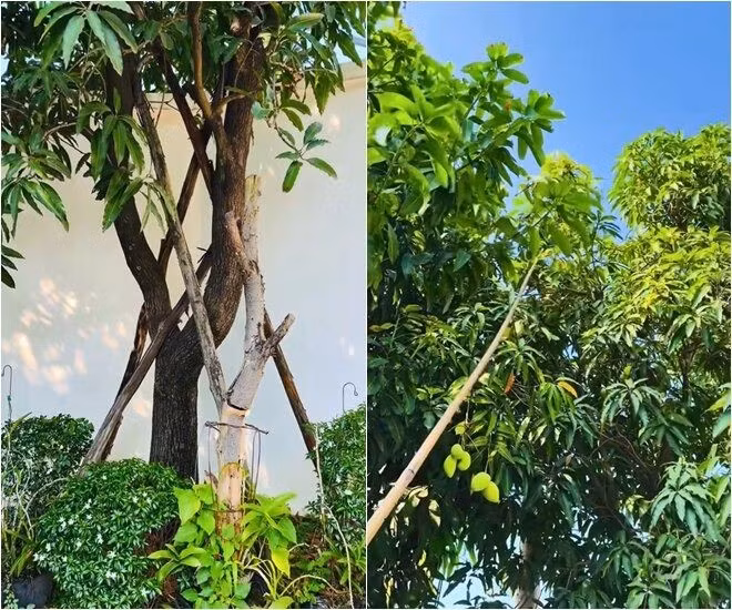 Người đẹp cho biết mua những cây xoài lớn sẵn, về trồng có trái. Ảnh chụp màn hình