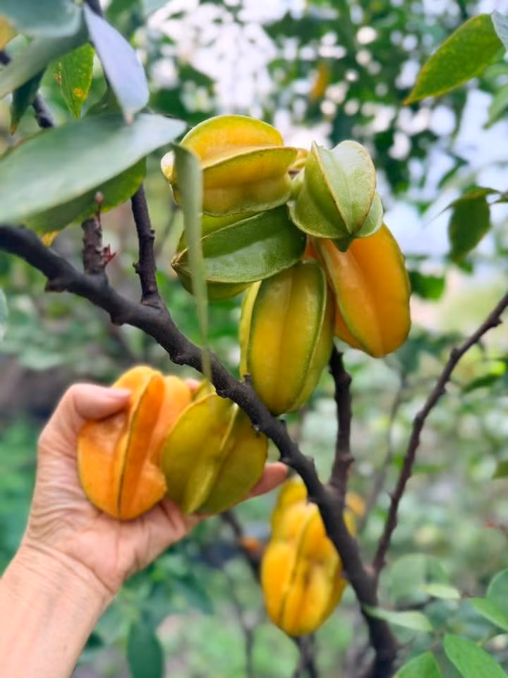 Xung quanh biệt thự của Mỹ Lệ trồng đủ loại hoa vừa để thỏa mãn đam mê trồng cây vừa làm đẹp không gian sống. Ảnh: FB Hoàng Thị Mỹ Lệ