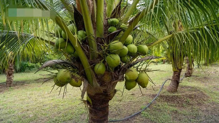 Mùa thu hoạch cao điểm dừa nam hom thường diễn ra từ tháng 12 đến tháng 3 năm sau. Ảnh: Nation Thailand