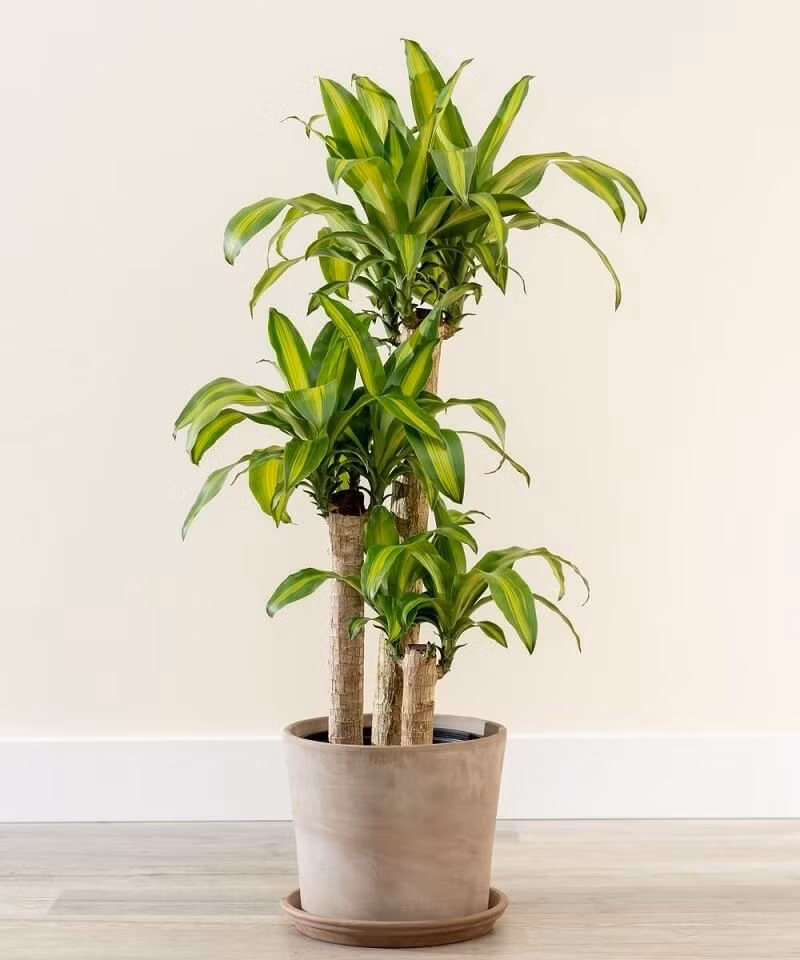 Cây phát tài (thiết mộc lan) được nhiều gia đình lựa chọn với mong muốn công việc hanh thông, sự nghiệp thăng tiến. Ảnh: Internet