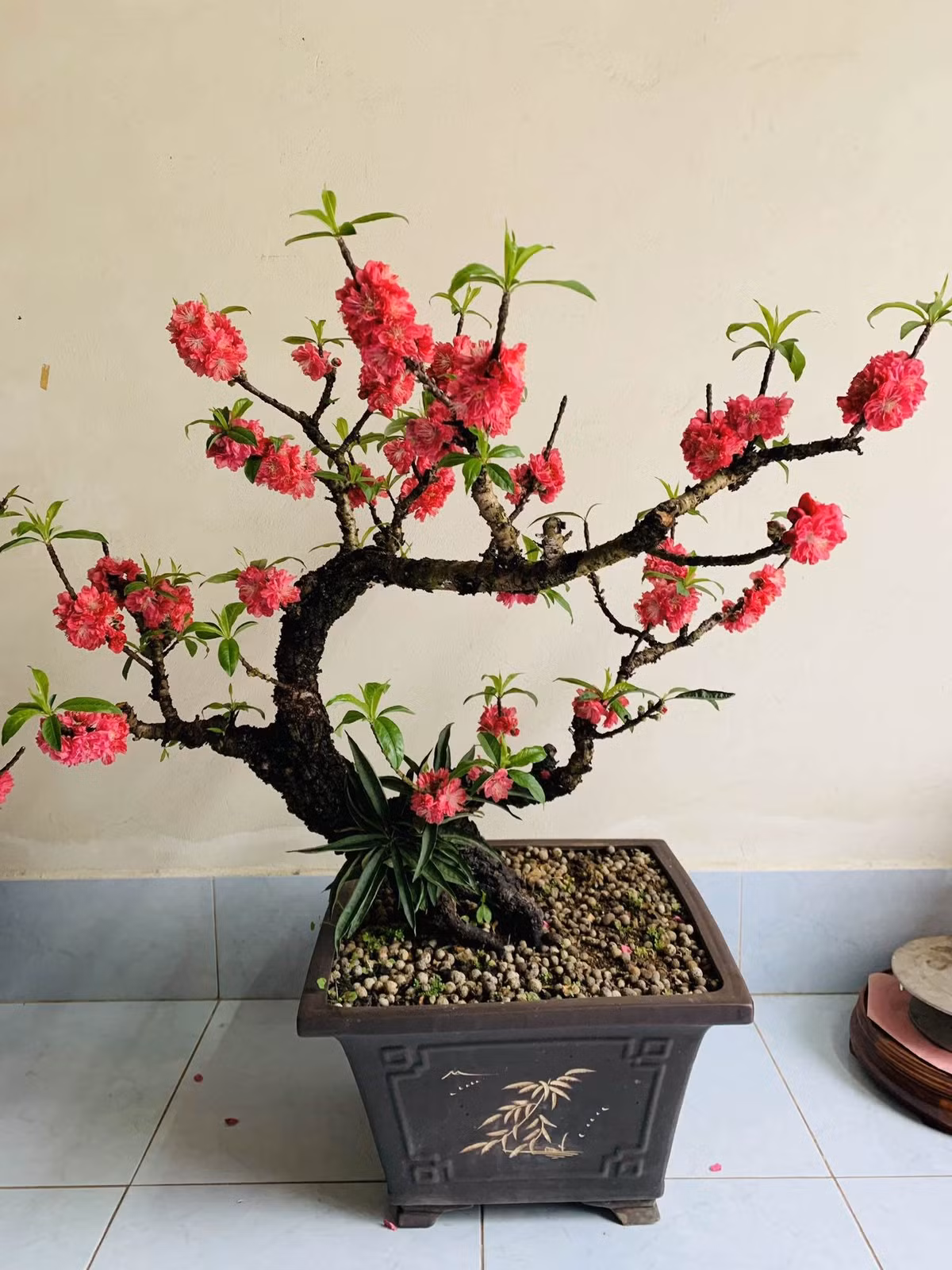 Hoa mai vàng tượng trưng cho phú quý, tài lộc; hoa đào hồng mang ý nghĩa may mắn, bình an. Sắc hoa rực rỡ giúp ngôi nhà tràn đầy không khí Tết và niềm hy vọng cho một năm mới tốt lành. Ảnh: Internet