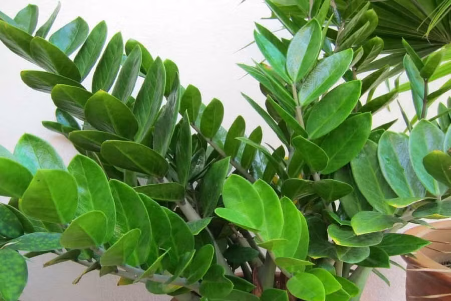 Trong thân và lá cây kim tiền có chứa canxi oxalat, gây nóng rát, bỏng lưỡi, cổ họng nếu ăn phải. Nặng hơn sẽ gây sưng viêm, ngạt thở và xuất huyết dạ dày. Ảnh: Internet
