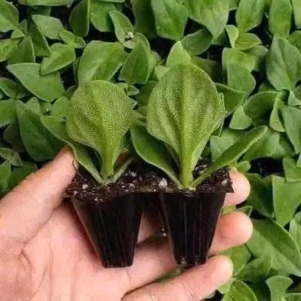 Trên thực tế, đó là những hạt muối tự nhiên kết tinh từ dịch bào của cây, giúp rau vừa đẹp mắt vừa mang hương vị đặc biệt. Ảnh: Facebook