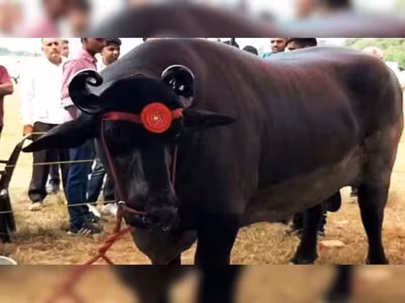 Đáng chú ý, chủ sở hữu đã chi một khoản tiền lớn để chăm sóc và cung cấp chế độ ăn xa xỉ cho chú trâu này. Ảnh: Zeenews