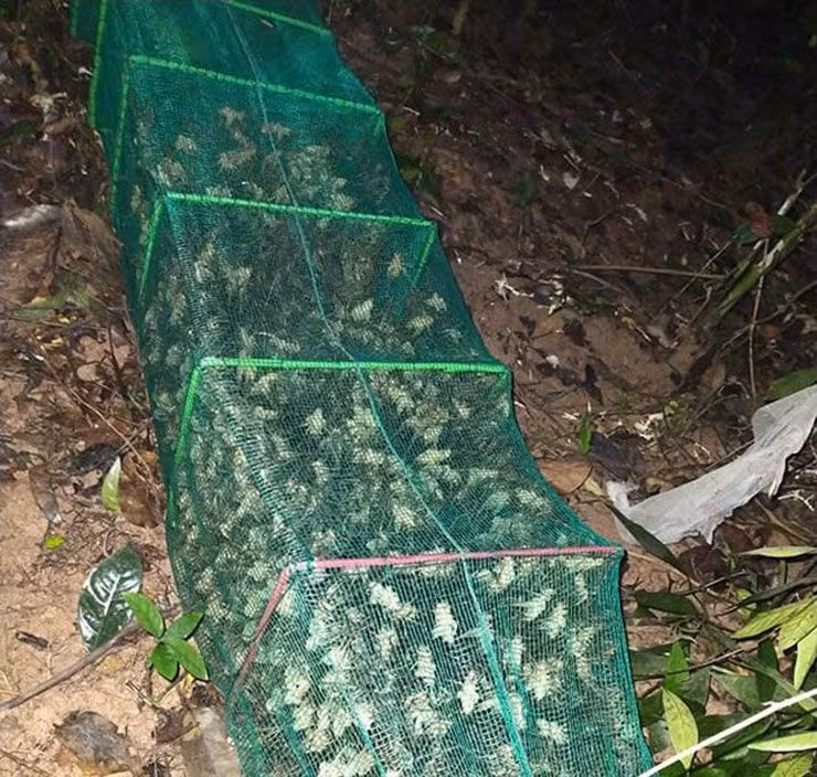 Người đi rừng phải dùng cành cây lùa chúng ra, người khác bên ngoài phải dùng vợt chụp thật nhanh. Ảnh: Internet