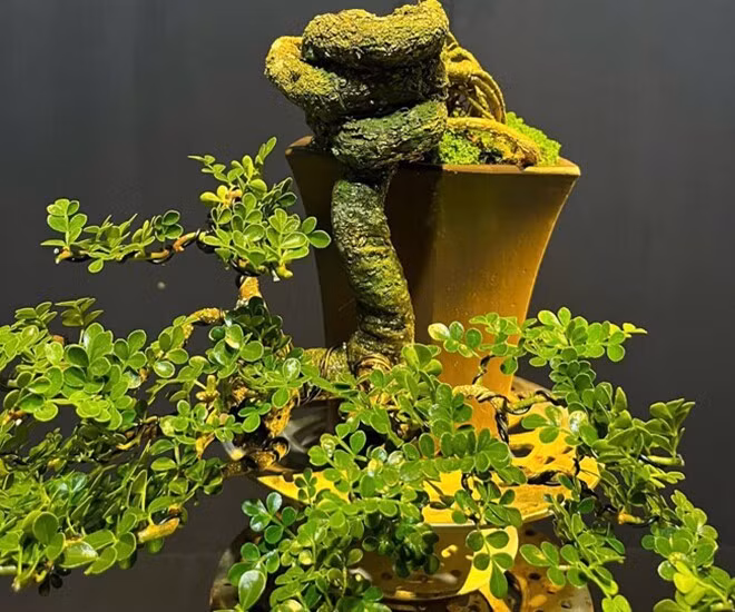 Những cây cần thăng cao được nghệ nhân uốn, tạo dáng thành tác phẩm bonsai độc đáo, có giá trị thẩm mỹ và kinh tế cao. Ảnh: Facebook
