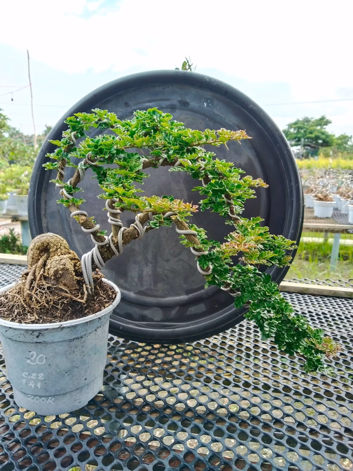 Cần thăng bonsai có thể trưng ở phòng khách, phòng làm việc hoặc ban công...Ảnh: FB Nhà Vườn Vinh Hiển