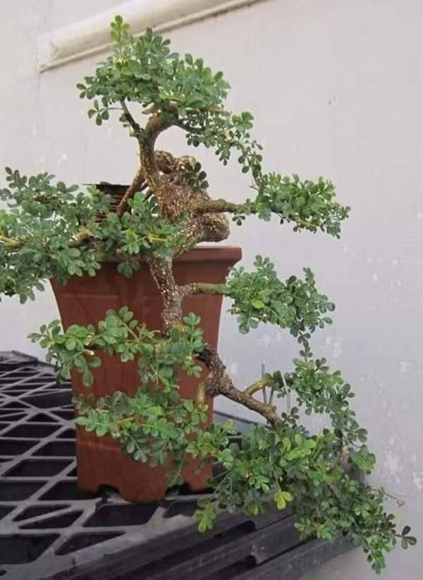 Cây cần thăng là loại thân gỗ, gốc cây xù xì, thường được trồng ở bờ rào hay lối đi để làm đẹp cảnh quan. Ảnh: ILG