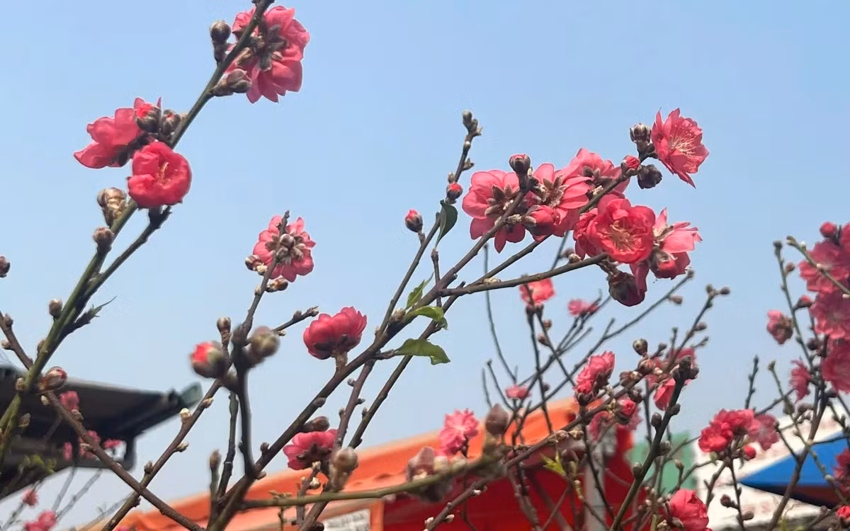 Theo các tiểu thương, lượng khách chơi đào Tết sớm năm nay khá ổn định. Ảnh: VTV