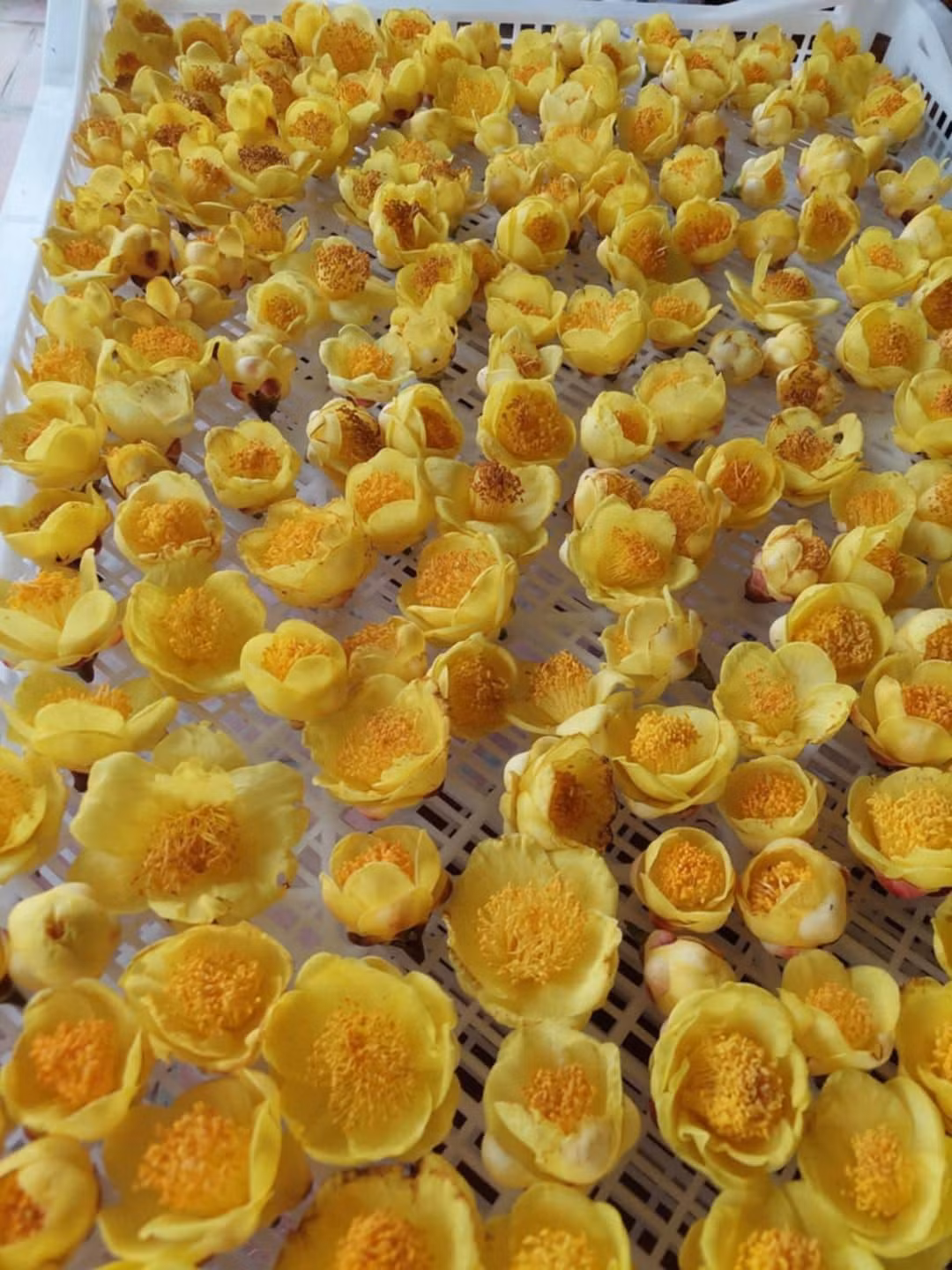Theo các nghiên cứu, hoa chứa nhiều hoạt chất quý như flavonoid, saponin và polyphenol, có tác dụng chống oxy hóa, giảm mỡ máu, hỗ trợ hạ huyết áp và tăng cường miễn dịch. Ảnh: Internet