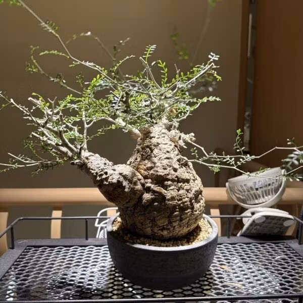 Với giới chơi cây lâu năm, một bộ gốc càng dị, càng già, càng thể hiện được sự khắc nghiệt của thời gian, giá trị càng cao. Ảnh: Caudexpetals