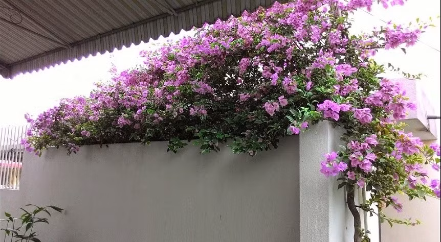 Hoa giấy vốn là loài cây được trồng để leo bờ rào, làm mát hiên nhà hoặc mọc tự nhiên ven đường. Ảnh: Internet