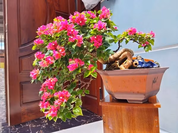 Mỗi chậu hoa giấy mini giá từ vài trăm đến vài triệu đồng, tùy vào thế cây và độ tuổi. Ảnh: Facebook