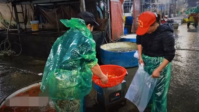 Các tiểu thương đều chung nhận định rằng, cá chép đỏ “ế” là do tình hình kinh tế khó khăn chung. Ảnh: Vietnam+