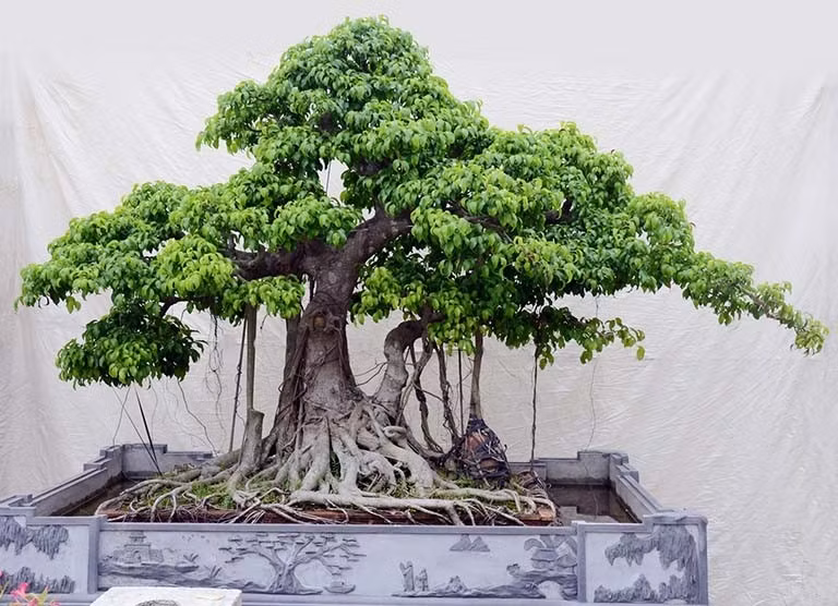 Cây đa, cây si có sức sống mạnh, thường phát triển nhiều rễ phụ buông thõng từ cành xuống đất. Ảnh: Thuốc dân tộc