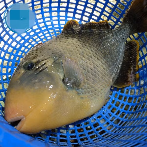 Cá bò giáp (hay còn gọi cá bò đá) sống chủ yếu ở vùng biển miền Trung và miền Nam nước ta. Chúng thường sống tại những hốc đá thành từng đàn và ẩn mình trong rong biển. Ảnh: Chi Hải Sản