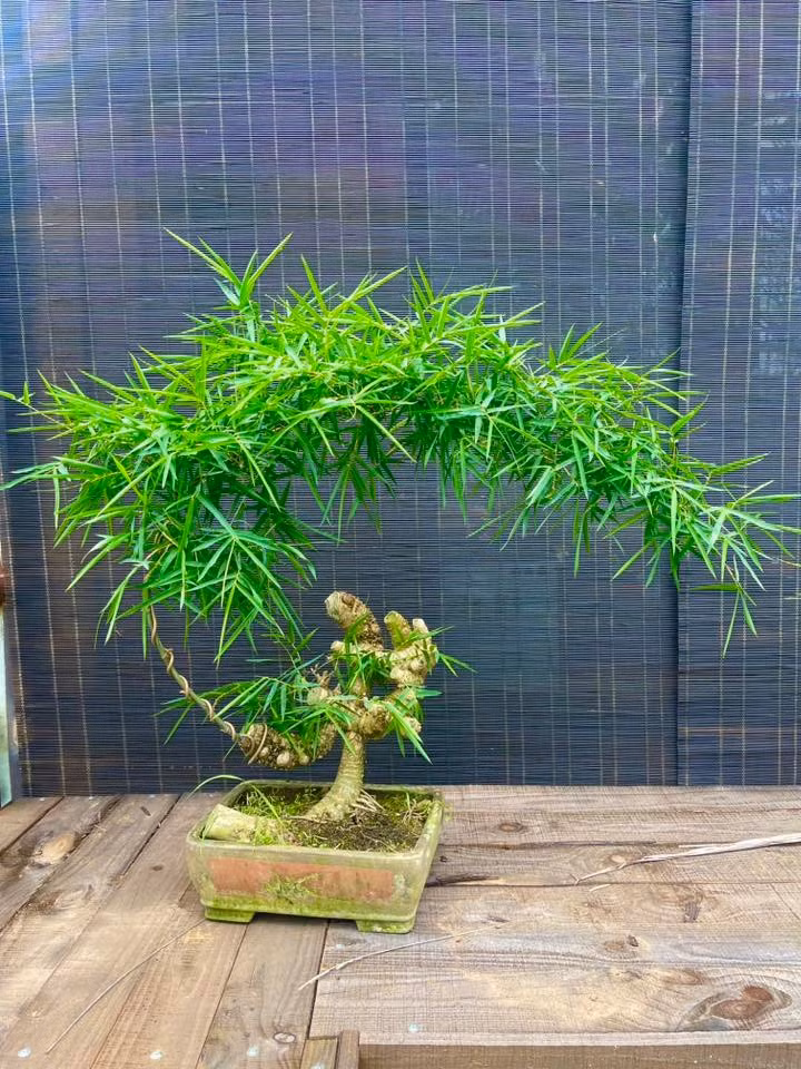 Những dáng tre hiếm gặp như thân cong vặn xoắn, đốt san sát hoặc uốn lượn theo hình xoắn ốc giá có thể tới 70 - 80 triệu đồng. Ảnh: Facebook