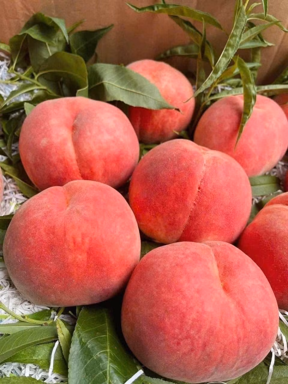 Đào tiên giá từ 120.000 - 160.000 đồng/kg (3 quả). Nếu mua theo thùng (9 - 9,5kg, khoảng 30 trái), đào tiên Bắc Kinh giá khoảng 820.000 đồng/thùng. Ảnh: Facebook