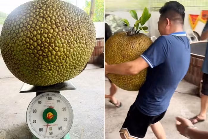 Những trái mít khổng lồ nặng tới vài chục kg cũng từng gây xôn xao mạng xã hội. Trong ảnh là quả mít "khủng" gần 55kg ở Hải Phòng. Ảnh: Vietnamnet