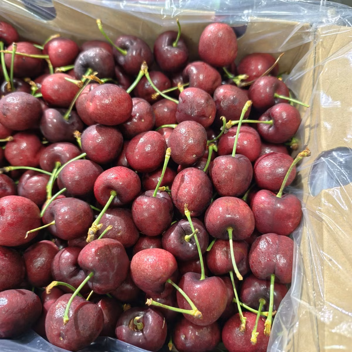 Chị Duyên, kinh doanh sỉ trái cây nhập khẩu ở Hà Nội, cho biết cherry Chile “thùng vàng” đang bước vào giai đoạn cuối vụ nên nguồn cung khá dồi dào. Ảnh: Tanafruit