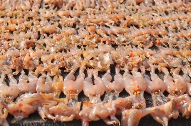 Công đoạn sơ chế nhái mất khá nhiều công sức. Nhái sống ngoài tự nhiên, ăn tạp nên dễ mang ký sinh trùng. Ảnh: Internet