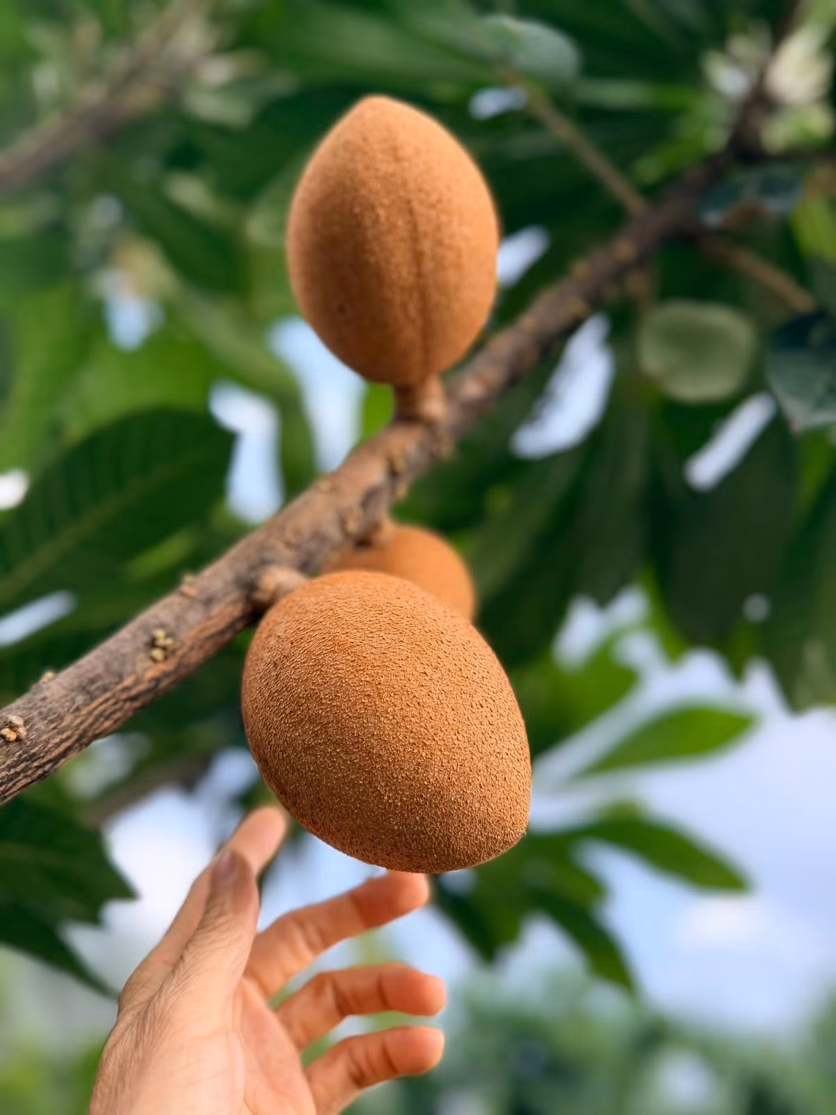 Trái hồng xiêm kích thước lớn, hứa hẹn mùa vụ bội thu. Ảnh: FB Hoàng Thị Mỹ Lệ