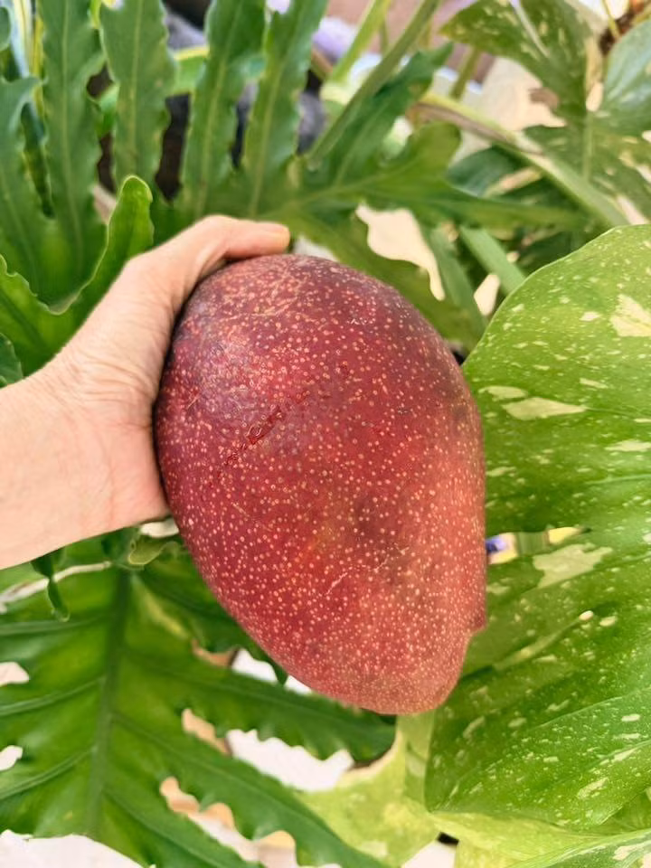 Bạn bè, người hâm mộ đều tấm tắc khen Mỹ Lệ khéo tay khi làm nông. Ảnh: FB Hoàng Thị Mỹ Lệ