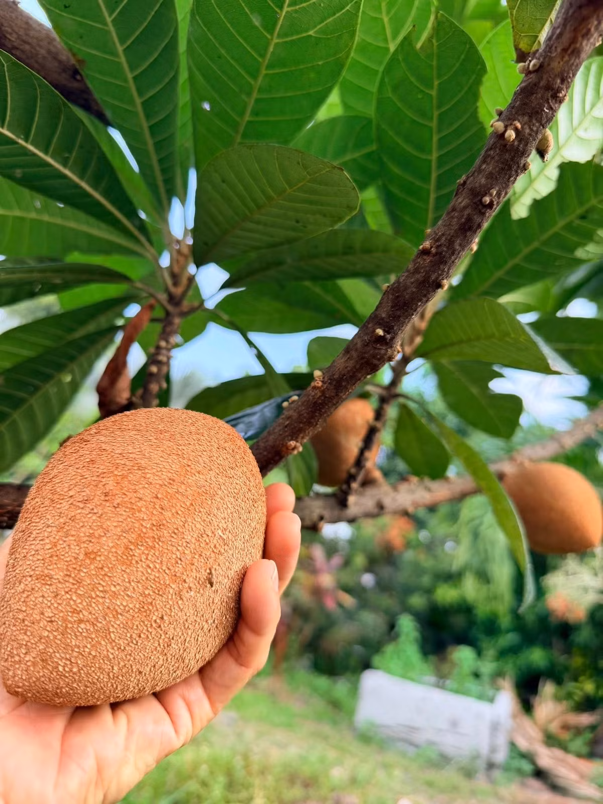 Mỹ Lệ tỏ ra phấn khích khi các loại cây ăn quả trong vườn đều phát triển tốt. Ảnh: FB Hoàng Thị Mỹ Lệ