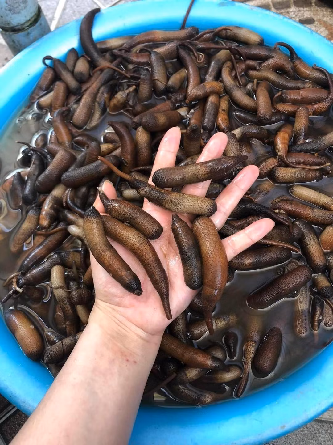 Trên thị trường, sâu đất có giá từ 300.000 - 500.000 đồng/kg, tùy thời điểm. Ảnh: Facebook