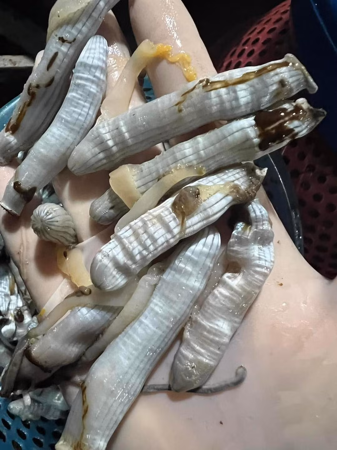 Thậm chí, vào dịp Tết, giá sâu đất có thể tăng từ 800.000 đến 900.000 đồng/kg. Ảnh: Facebook