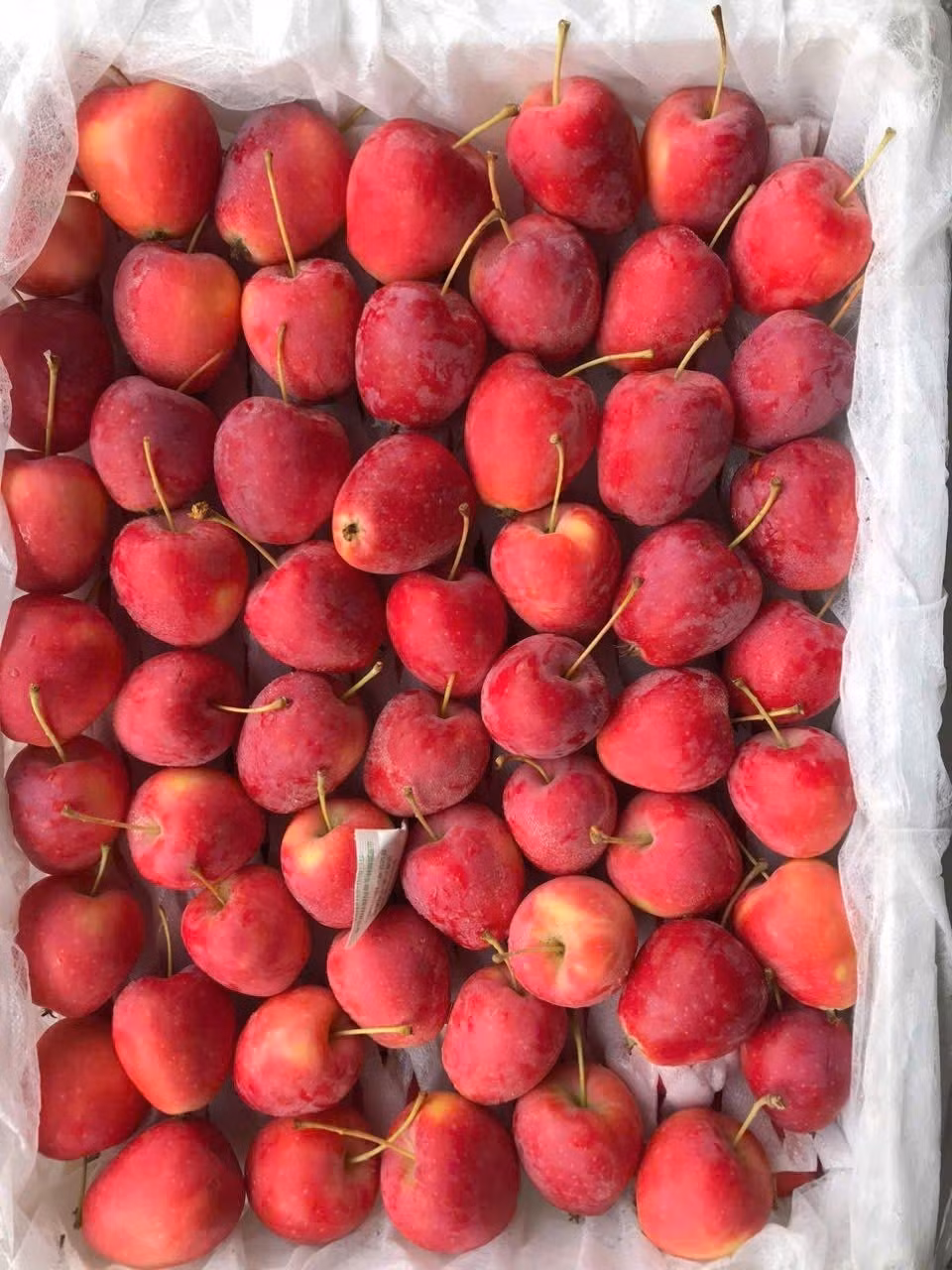 Táo cherry hiện có giá dao động từ 60.000 - 250.000 đồng/kg, tùy nguồn gốc. Táo nhập từ New Zealand, Mỹ hoặc Nhật có thể lên tới 300.000 đồng/kg. Ảnh: Sieuthiluxy