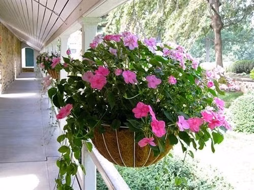 Mai địa thảo có dáng rủ duyên dáng, hoa nhỏ xinh nhưng nở dày và lâu tàn. Với nhiều màu sắc như đỏ, hồng, trắng, tím, loài hoa này thường được xem là mang ý nghĩa may mắn, hạnh phúc. Ảnh: Báo tin tức