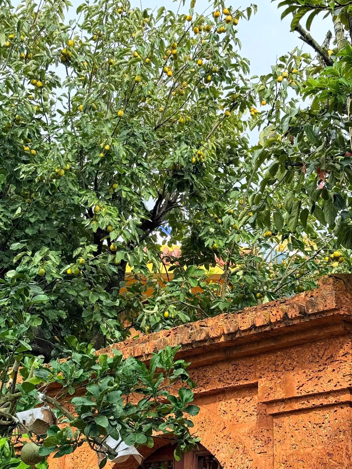 Một cây hồng vươn cao, phủ bóng ra ngoài tường bao. Quả mọc chi chít từ cành chính đến cành nhỏ. Ảnh: FB Nguyễn Vượng