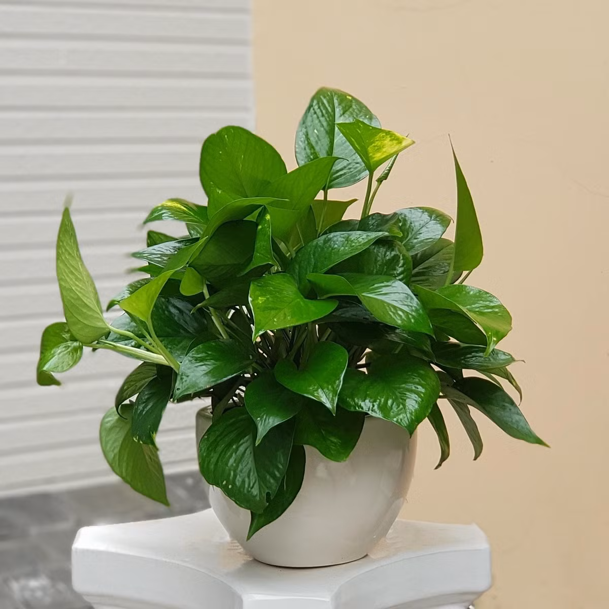 Chỉ cần đặt một chậu trầu bà trong góc nhà hoặc trên bàn làm việc, bạn đã có thể giảm thiểu đáng kể lượng bụi bám trong không khí. Ảnh: Internet