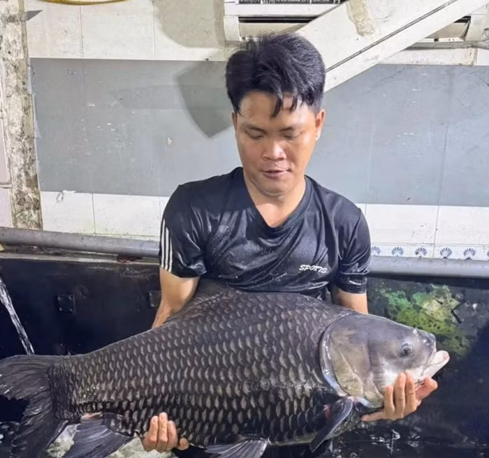 Nghề nuôi cá hô không chỉ mang lại lợi nhuận cao, mà còn góp phần bảo tồn loài cá quý từng đứng trước nguy cơ suy giảm trong tự nhiên. Ảnh: VOV