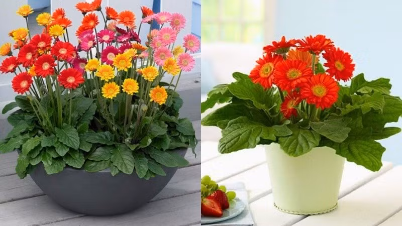 Hoa đồng tiền có nhiều màu sắc rực rỡ, tượng trưng cho niềm vui, sự lạc quan và tiền tài. Ảnh: Internet