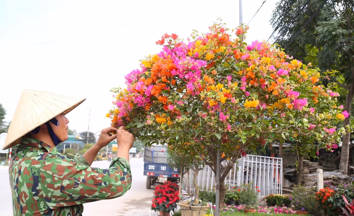 Hoa giấy có nhiều màu, từ màu tím, trắng, vàng, hồng, đỏ. Thậm chí, một thân cây có thể ghép nhiều màu khác nhau. Ảnh: Tiền phong