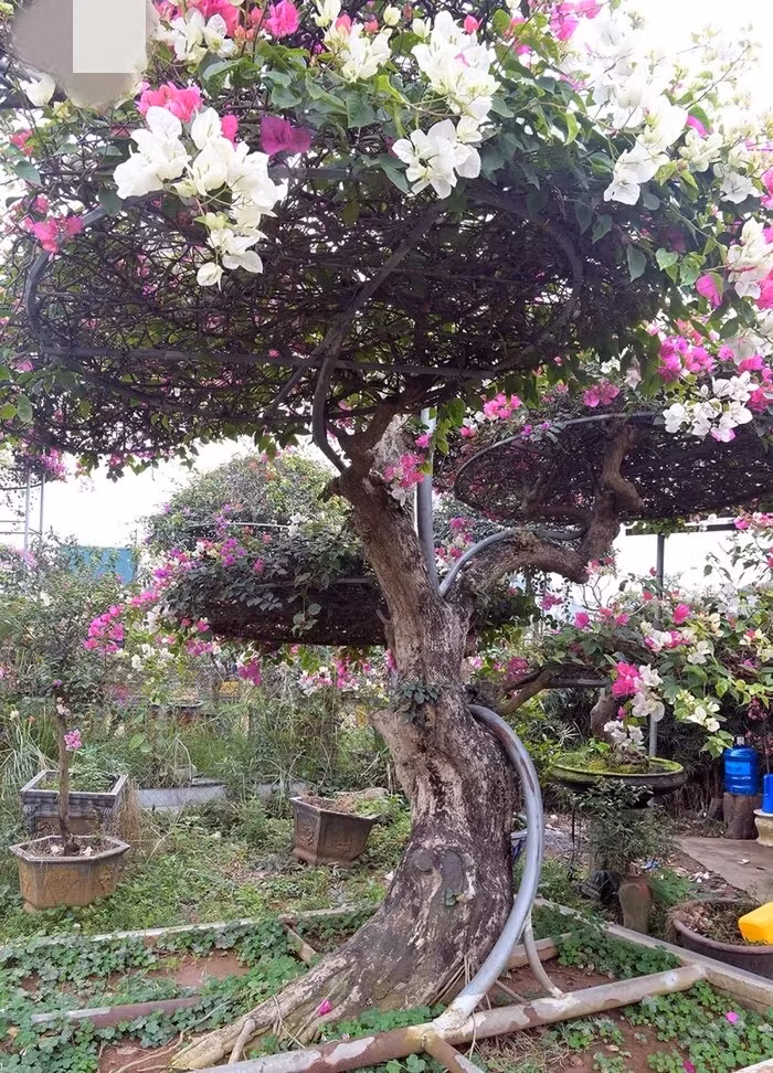 Đáng chú ý, những chậu hoa giấy được cắt tỉa công phu, phối hoa nhiều màu, giá có thể lên đến vài triệu đồng mỗi chậu. Ảnh: VOV