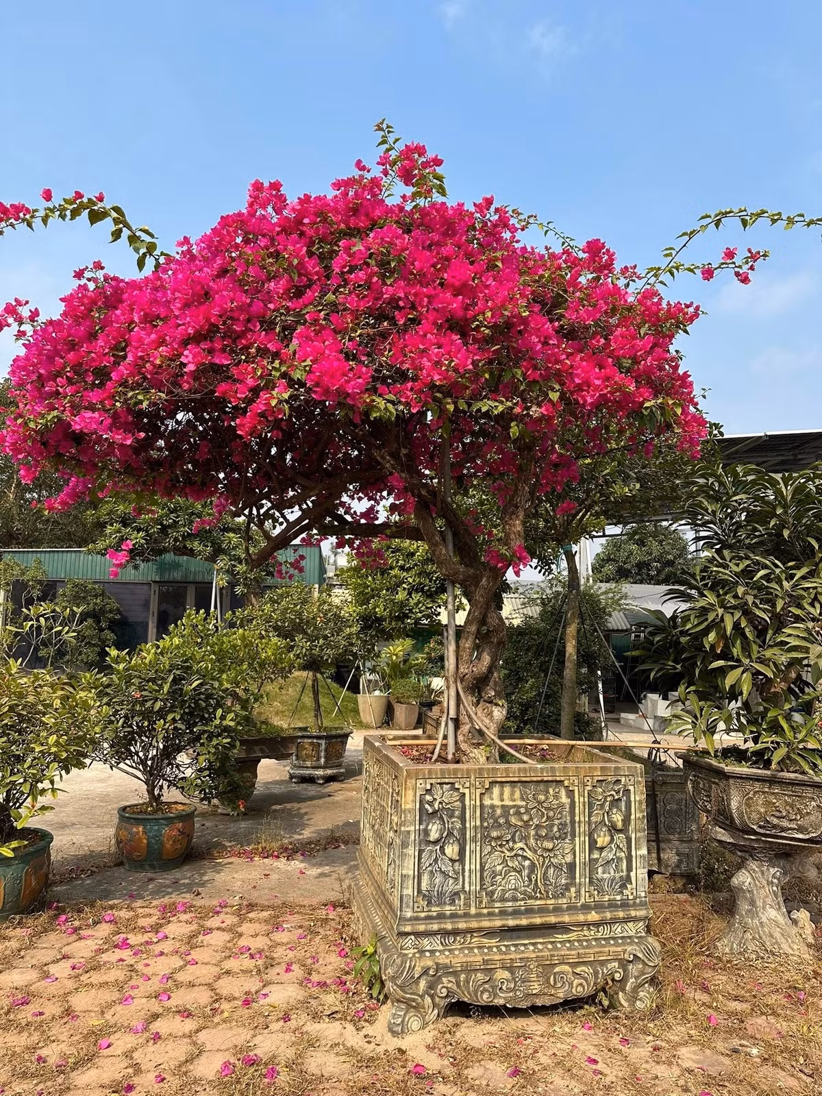 Đặc biệt, cây hoa giấy cổ thụ, tạo dáng công phu, giá hàng chục triệu đồng mỗi cây. Ảnh: Facebook