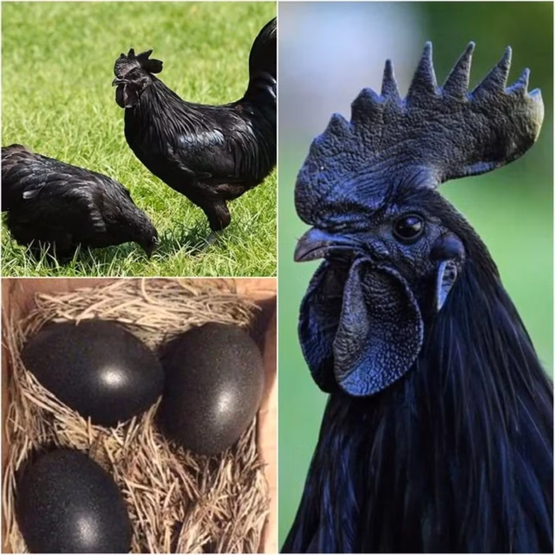 Do sự quý hiếm và độc đáo, trứng gà Ayam Cemani cũng có giá cao, khoảng 500.000 - 1.000.000 đồng/quả. Ảnh: iRoamly Travel