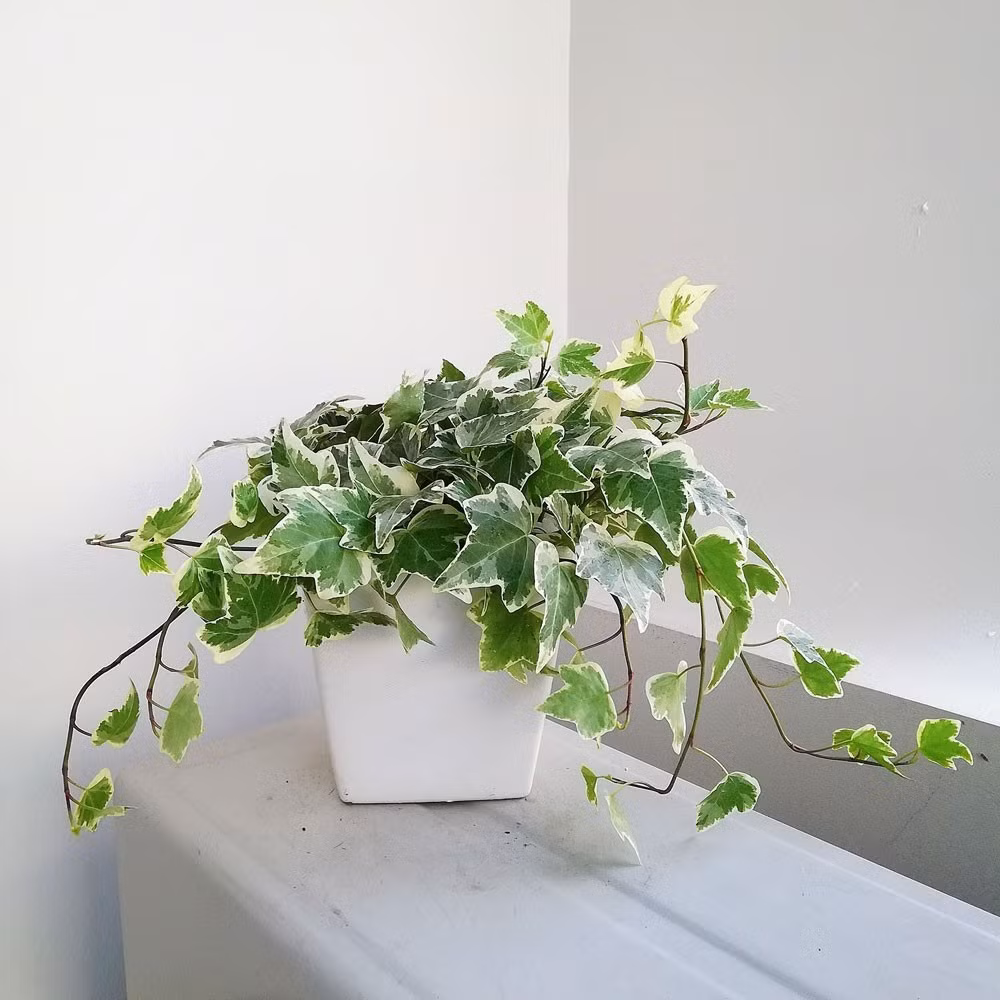 Cây thường xuân còn được ví như là những chiếc bẫy giúp “nuốt” bụi mịn trong nhà. Đặc biệt, thường xuân còn giúp hạn chế nấm mốc. Ảnh: Internet