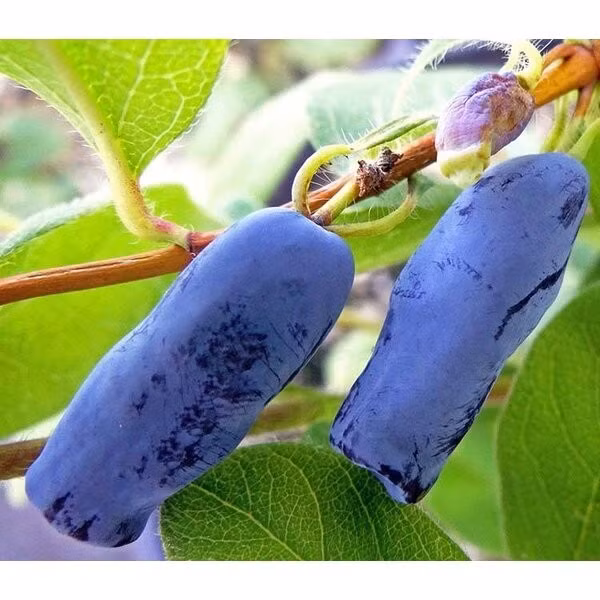 Trong thời kỳ ra hoa, ngay cả khi nhiệt độ xuống -8°C, cây vẫn có thể nở hoa. Ảnh: Palma Verde Exoten