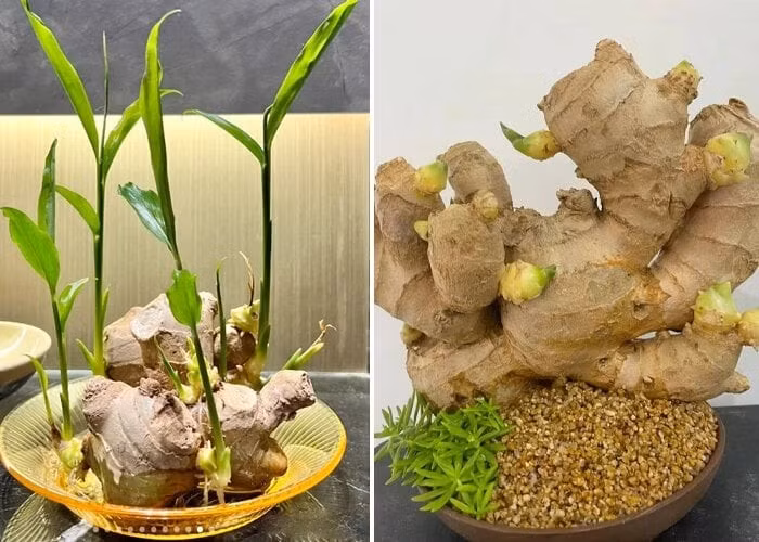 Bên cạnh tác dụng trang trí không gian sống và giúp thư giãn tinh thần, gừng còn được xem là biểu tượng phong thủy của sự ấm áp và sinh khí. Ảnh: Toutitao