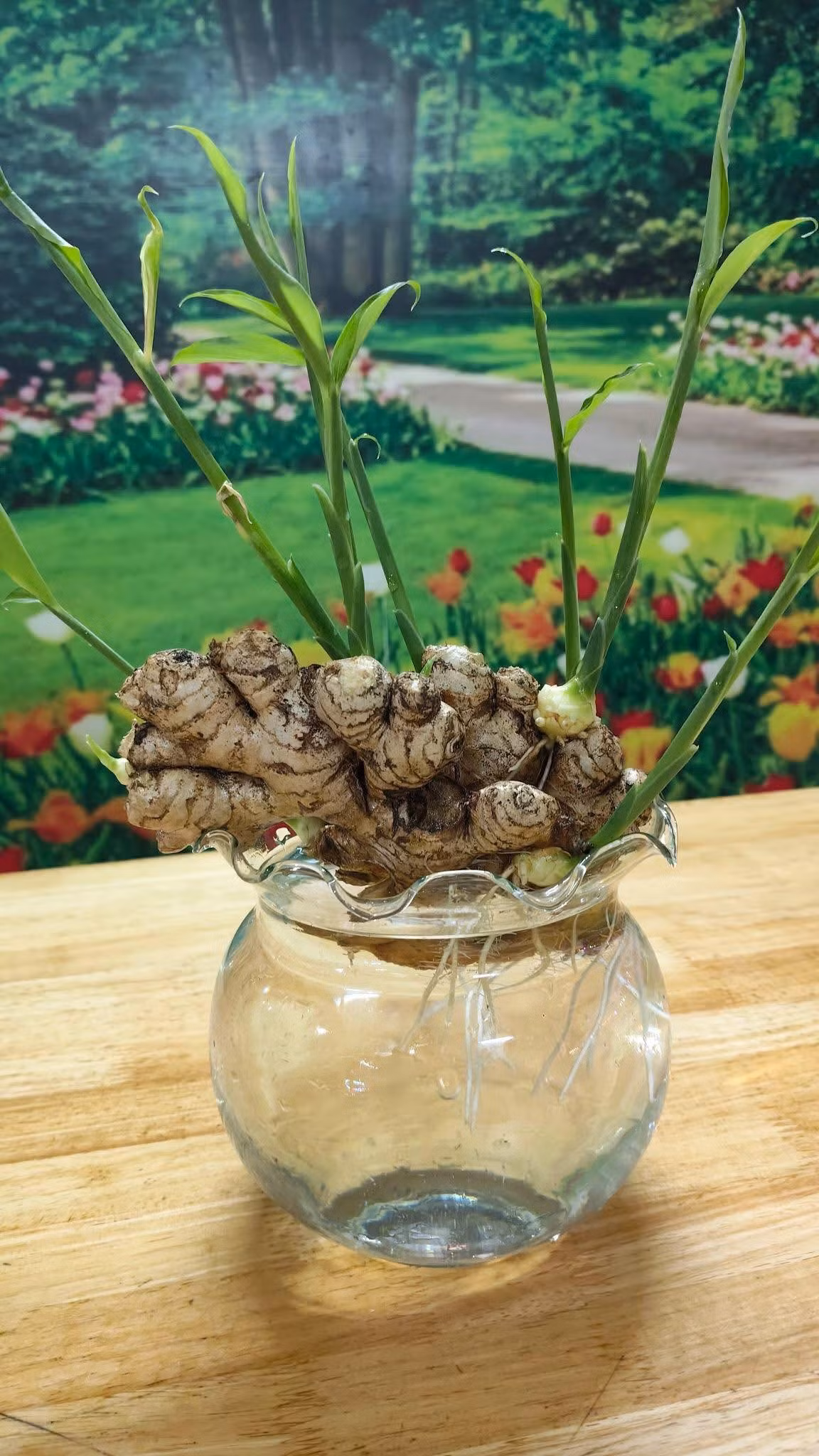 Những mầm non xanh mướt vươn lên, rễ trắng đan vào nhau tạo thành hình khối mềm mại. Ảnh: Facebook