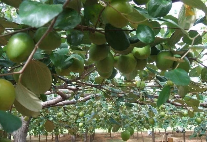 Táo gió là đặc sản nổi tiếng của vùng đất Phan Rang (Khánh Hòa). Loại quả này nằm trong danh sách "20 trái cây tốt nhất" do một chuyên trang ẩm thực tại Anh công bố. Ảnh: Viefarm
