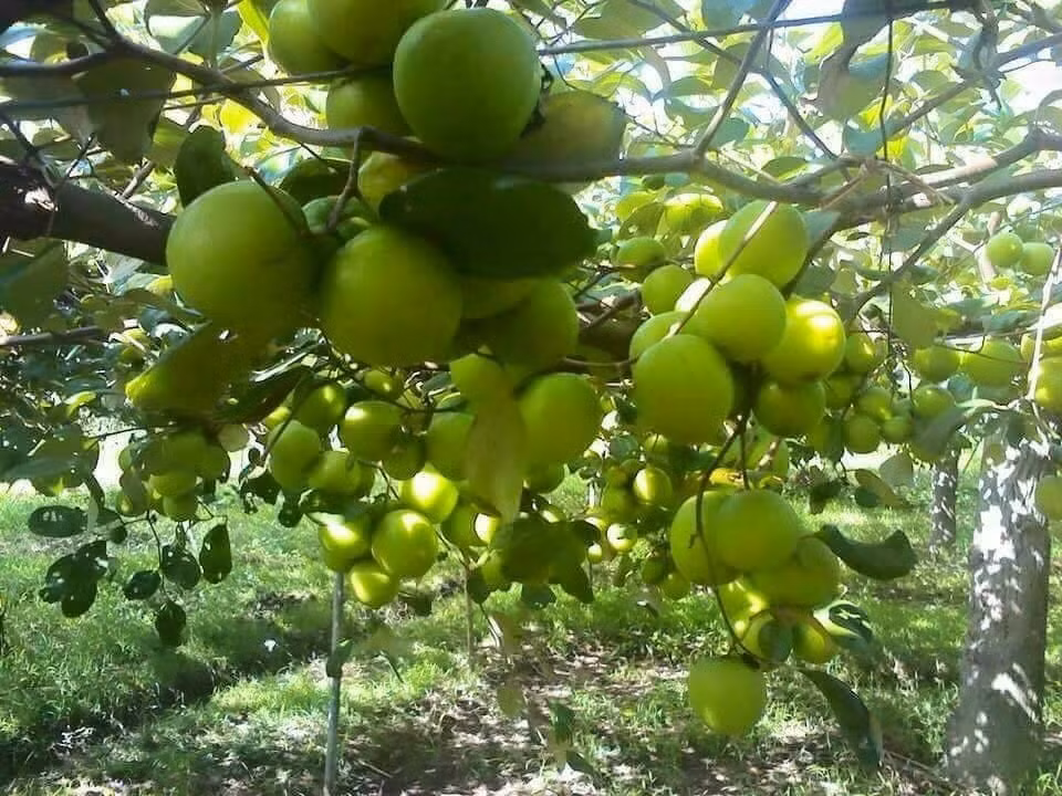 Trên thị trường, táo gió có giá dao động từ 30.000 - 50.000 đồng/kg, tùy kích thước và mùa vụ. Ảnh: Internet