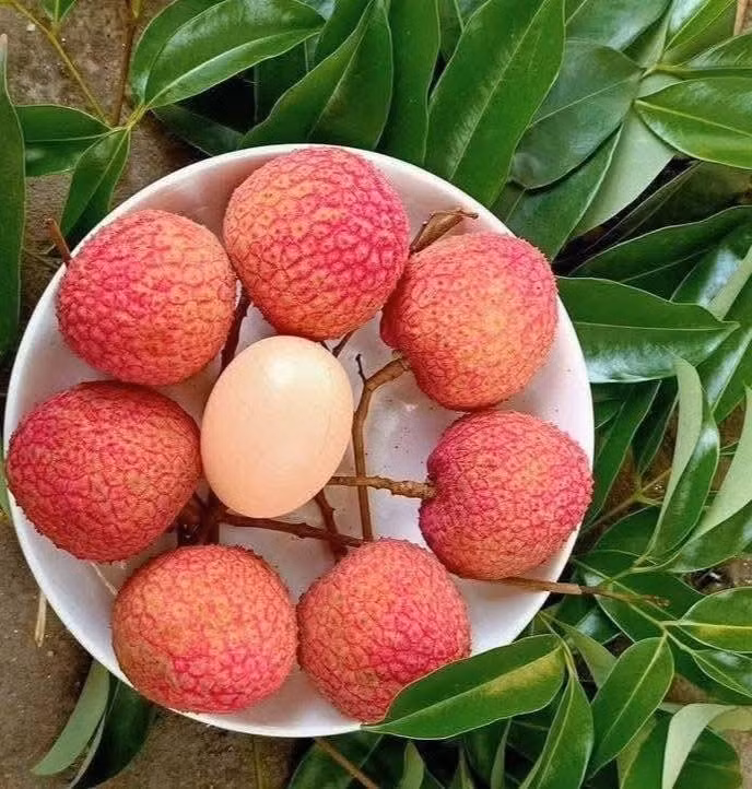 Vải trứng khi chín màu đỏ tươi, to như quả trứng gà, cùi dày, vị ngọt sắc, thơm mát đặc trưng, hạt nhỏ, không bị sâu đầu nên được rất nhiều người yêu thích. Ảnh: Facebook