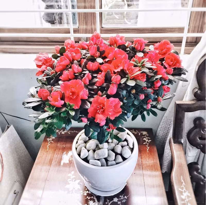 Trồng đỗ quyên không quá khó, quan trọng nhất là đất, vì đỗ quyên thích đất chua. Duy trì tưới nước mỗi khi đất khô. Ảnh: Phương Garden