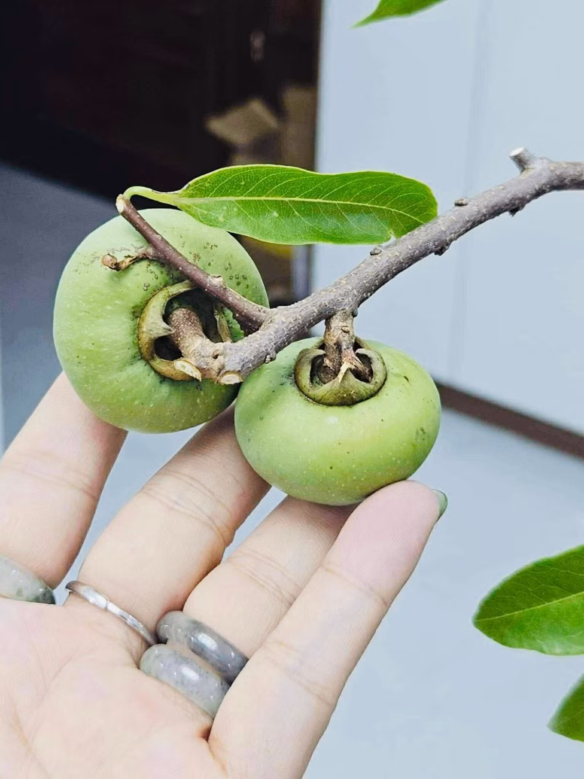 Hơn nữa, cành thị chơi được lâu, tới lúc héo quả vẫn không rụng. Ảnh: FB Sple Nguyet