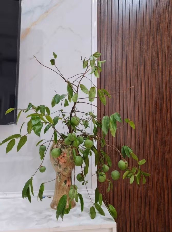Những cành to, dài 1,5 - 2 mét giá dao động 400.000 - 450.000 đồng/cành. Ảnh: Facebook
